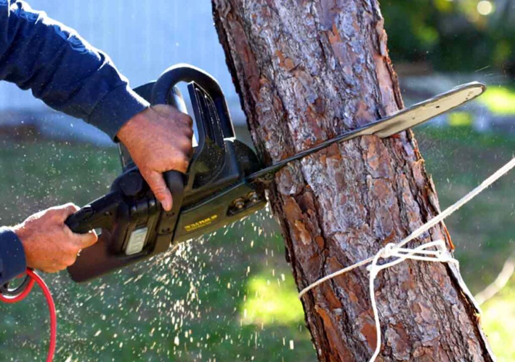 Professional Tree Removal