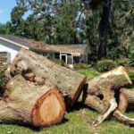 The Importance of Professional Tree Removal: Safety, Aesthetics, and Beyond