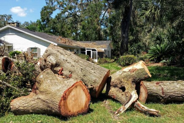 Professional Tree Removal