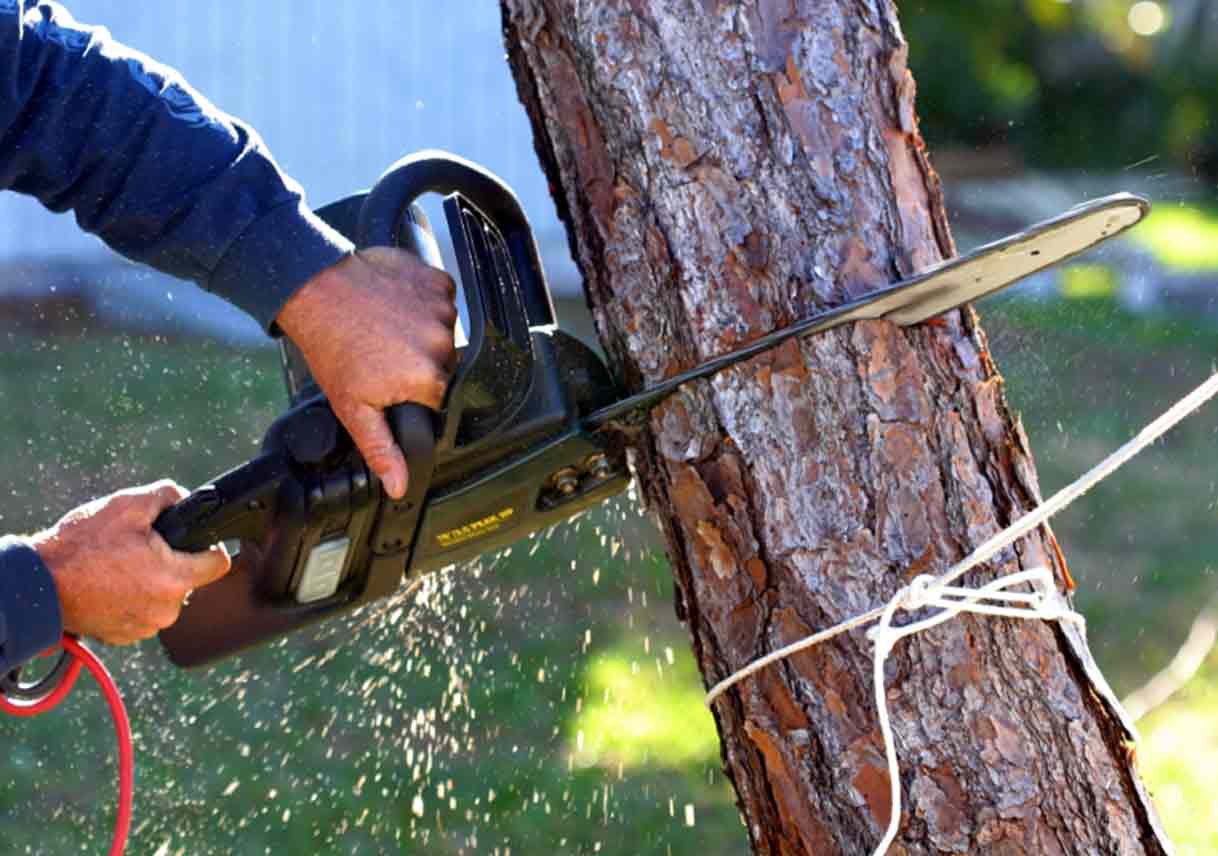 Effective Tree Removal