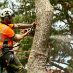 Mastering Tree Removal in the Blue Mountains: A Comprehensive Guide