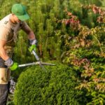 Professional Hedge Trimming Services Near Me: Why They Matter