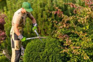 professional hedge trimming