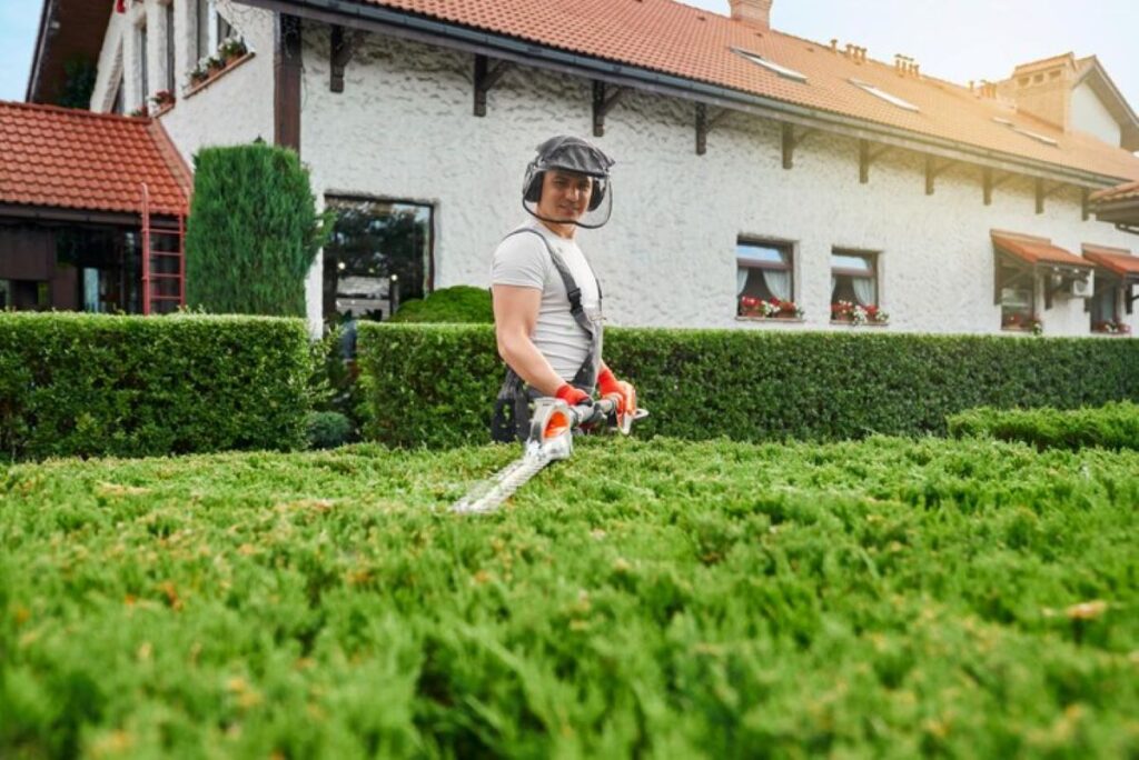 professional hedge trimming