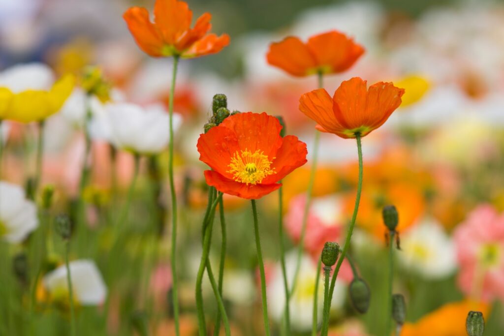 Kirribilli Florist: Flowers for One of Sydney's Most Distinctive Addresses

