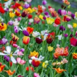 Kirribilli Florist: Flowers for One of Sydney’s Most Distinctive Addresses