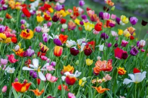 Kirribilli Florist: Flowers for One of Sydney's Most Distinctive Addresses