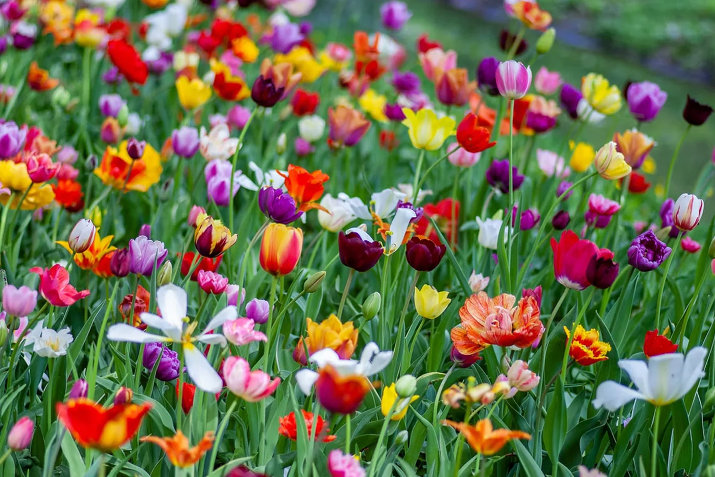 Kirribilli Florist: Flowers for One of Sydney's Most Distinctive Addresses