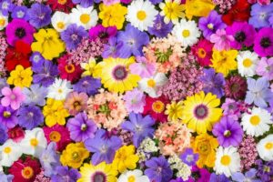 Kurraba Point Florist: Flowers for a Quiet Harbour Peninsula