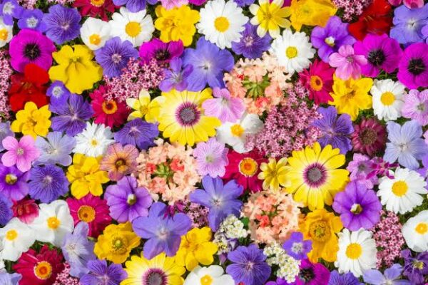 Kurraba Point Florist: Flowers for a Quiet Harbour Peninsula