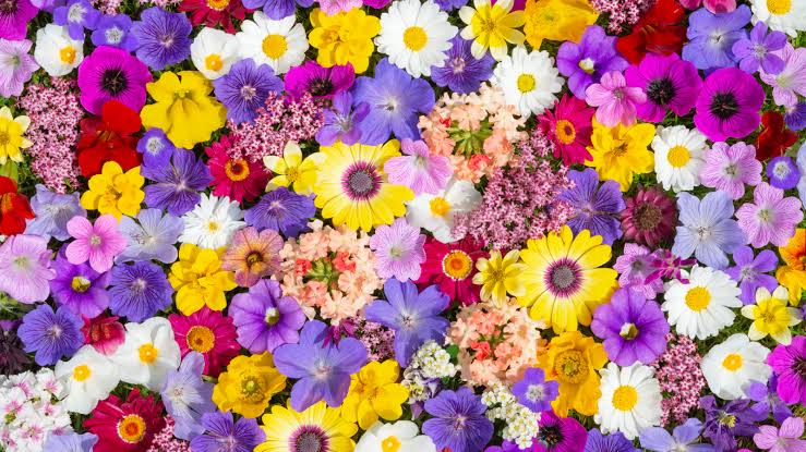 Kurraba Point Florist: Flowers for a Quiet Harbour Peninsula