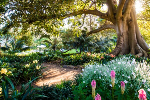 Cremorne Point Florist: Flowers for a Harbour Peninsula With a Garden Culture