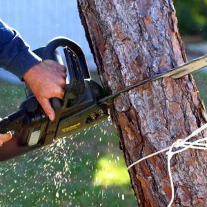 Essential Tips for Effective Tree Removal on the Central Coast: A Comprehensive Guide