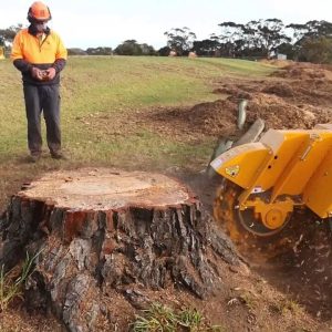 The Hidden Dangers of Untreated Stumps: Why Grinding is Essential