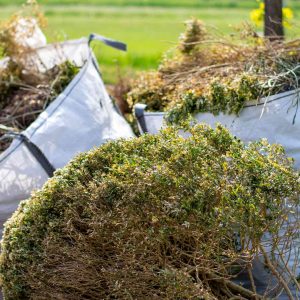 Keeping it Clean: The Role of Green Waste Removal in Yard Maintenance